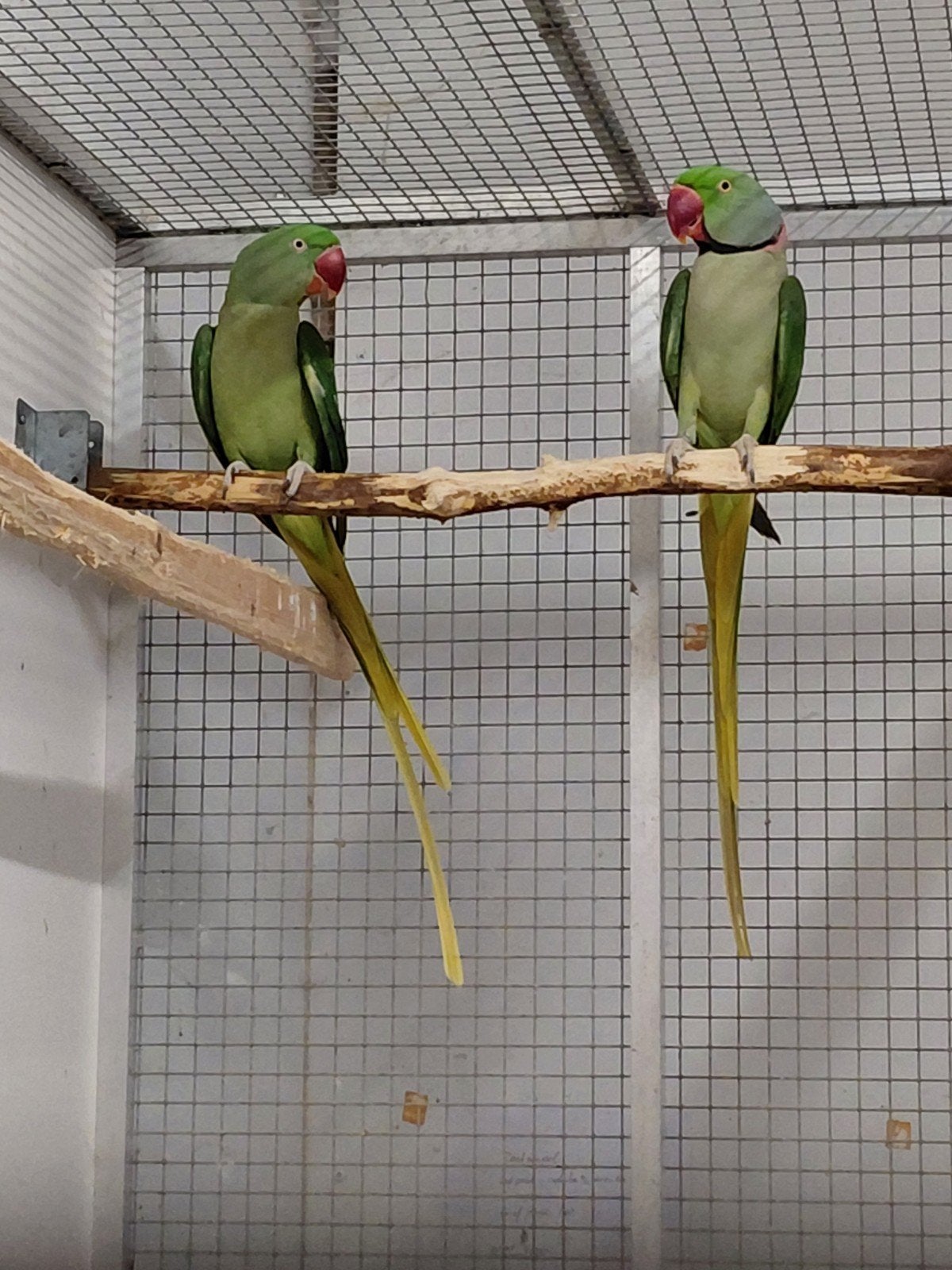 Broedkoppel split lutino alexander parkiet, Meerdere dieren, Parkiet