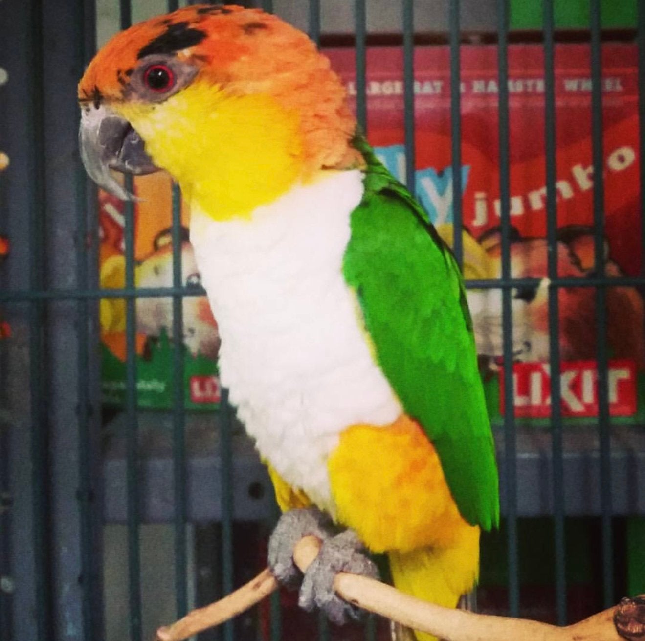 zwartkop & witbuik caiques, Meerdere dieren, Papegaai, Pratend