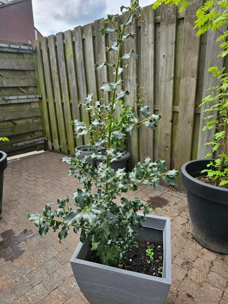 Te koop een mooie jonge Hulst, Ophalen, Bloeit niet, Halfschaduw, Overige soorten