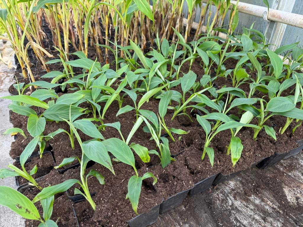 Musa sikkimensis red tiger, Tuin en Terras, Planten | Tuinplanten, Vaste plant, Ophalen of Verzenden, Halfschaduw, Fruitplanten