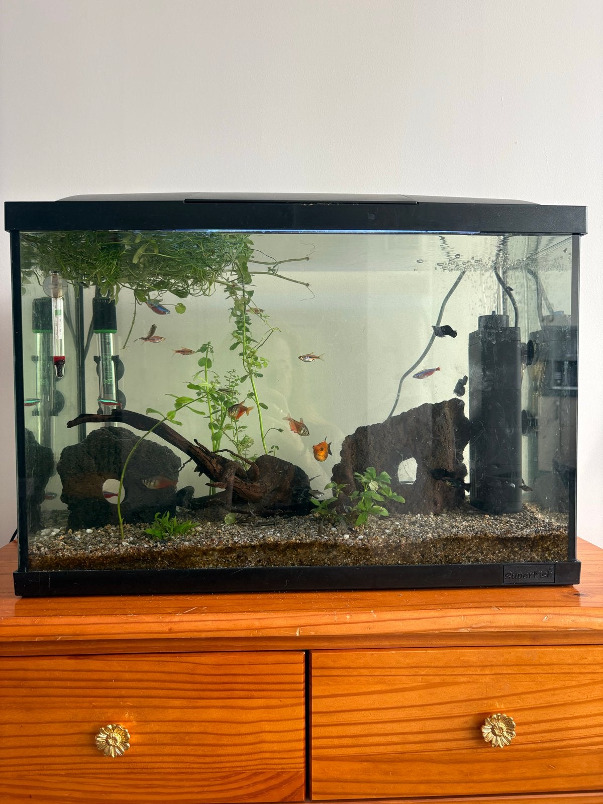 Aquarium met vissen, Ophalen, Gevuld zoetwateraquarium