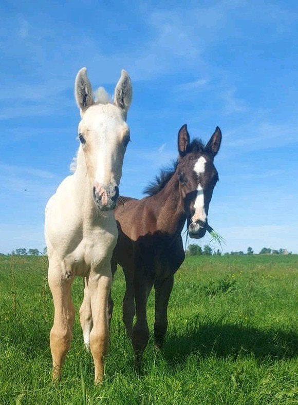 Palomino hengsten veulen, Dieren en Toebehoren, Hengst, Dressuurpaard, Met stamboom, 0 tot 2 jaar