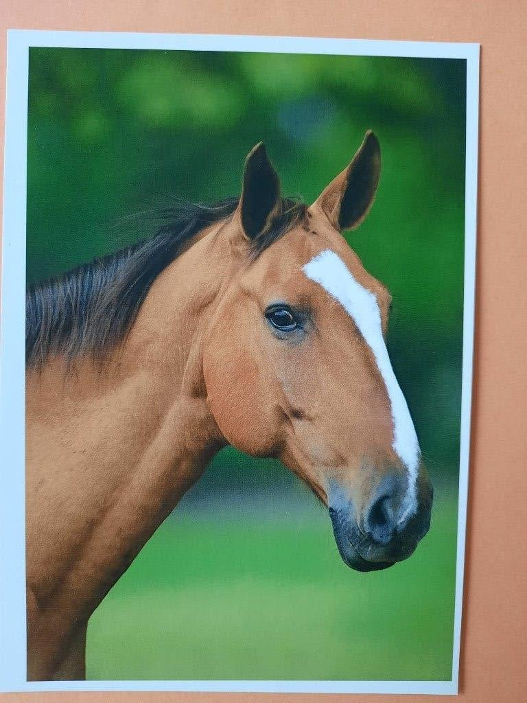 ansichtkaart paard veulen, Verzamelen, Ansichtkaarten | Dieren, Ophalen, 1980 tot heden, Ongelopen, Paard