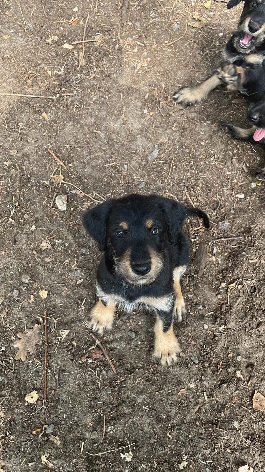 Kruising pups, Parvo, Overige rassen, 8 tot 15 weken, Meerdere