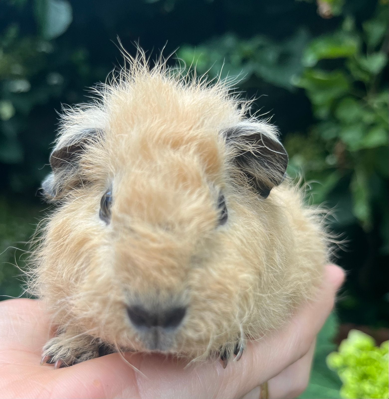 Lief creme California beertje met Rex teddy vacht, Dieren en Toebehoren, Cavia, Mannelijk, Mei, Tam