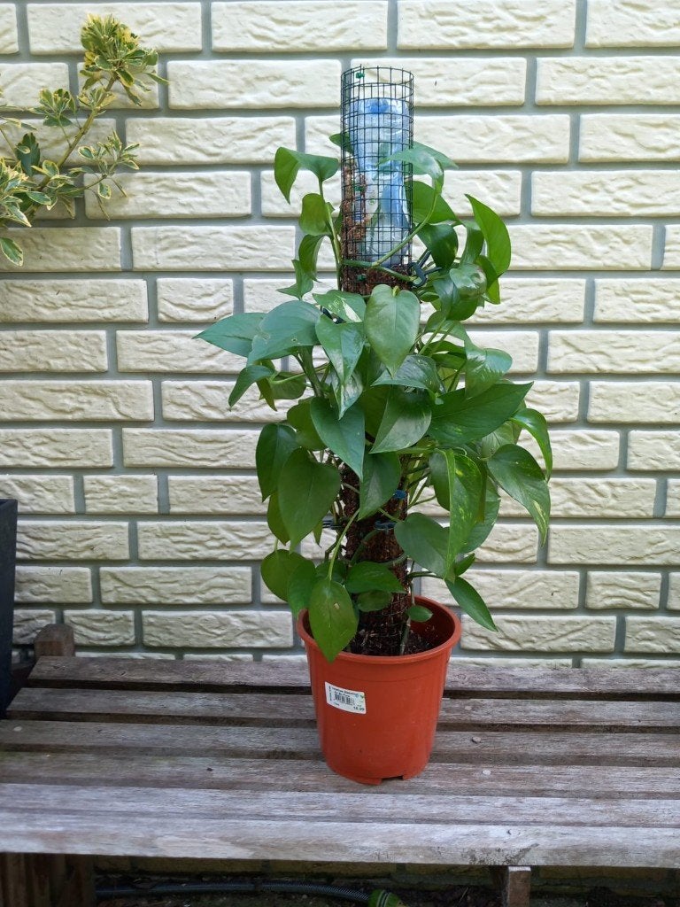 Verschillende kamerplanten, Ophalen, In pot, Halfschaduw, 100 tot 150 cm