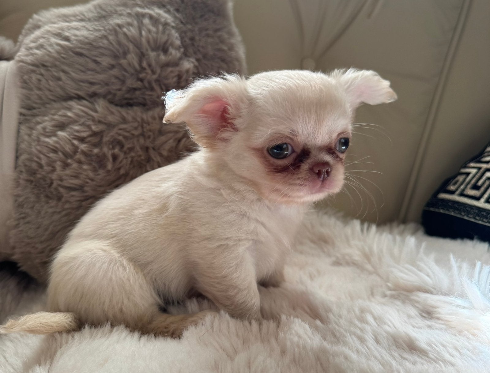 Prachtige langharige chihuahua pup, Dieren en Toebehoren, CDV (hondenziekte), 8 tot 15 weken, Meerdere, Meerdere dieren
