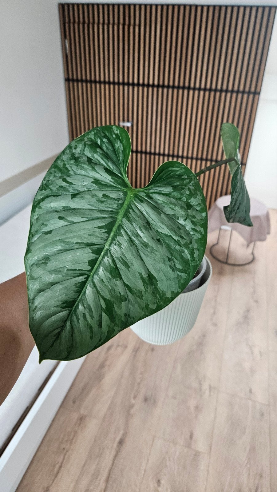 Philodendron sodiroi, Huis en Inrichting, Kamerplanten, Ophalen, Halfschaduw, Minder dan 100 cm