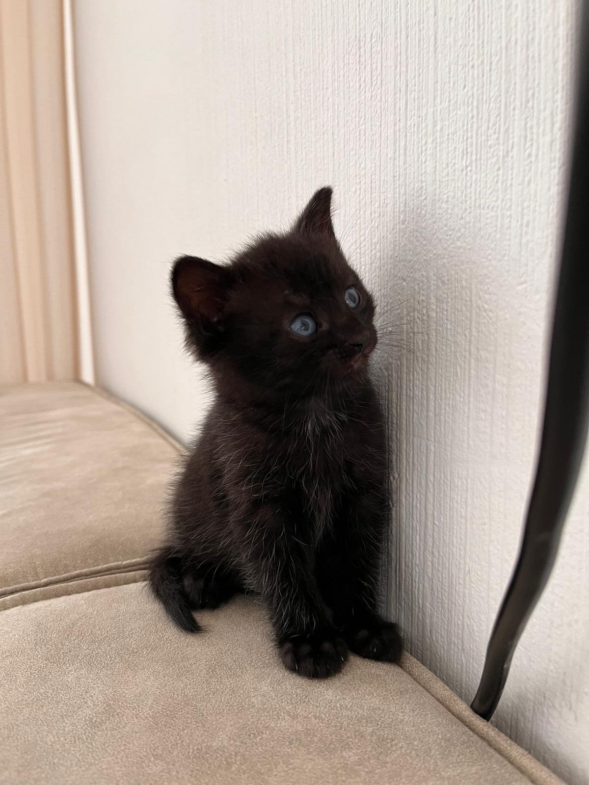 4 Kittens, Meerdere dieren, Kortharig