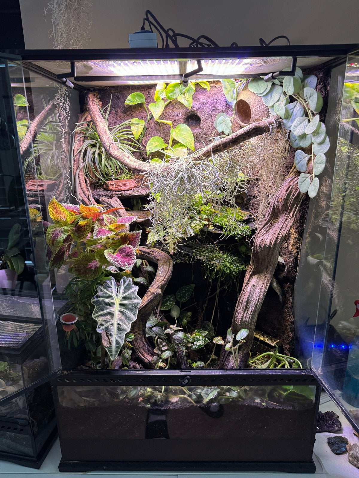 Wimpergekko + exo terra paludarium met waterval, Hagedis, Met terrarium, 3 tot 6 jaar