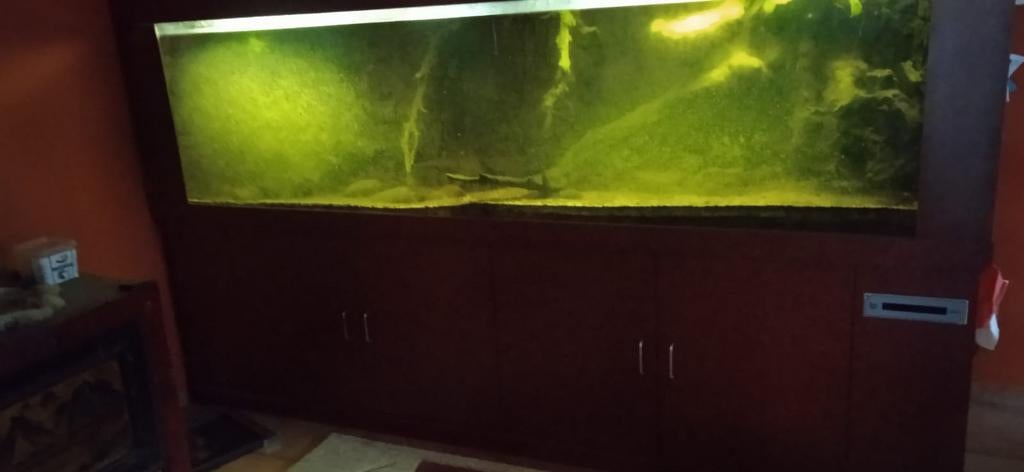 Aquarium van 250 lang, Ophalen, Gebruikt, Leeg aquarium