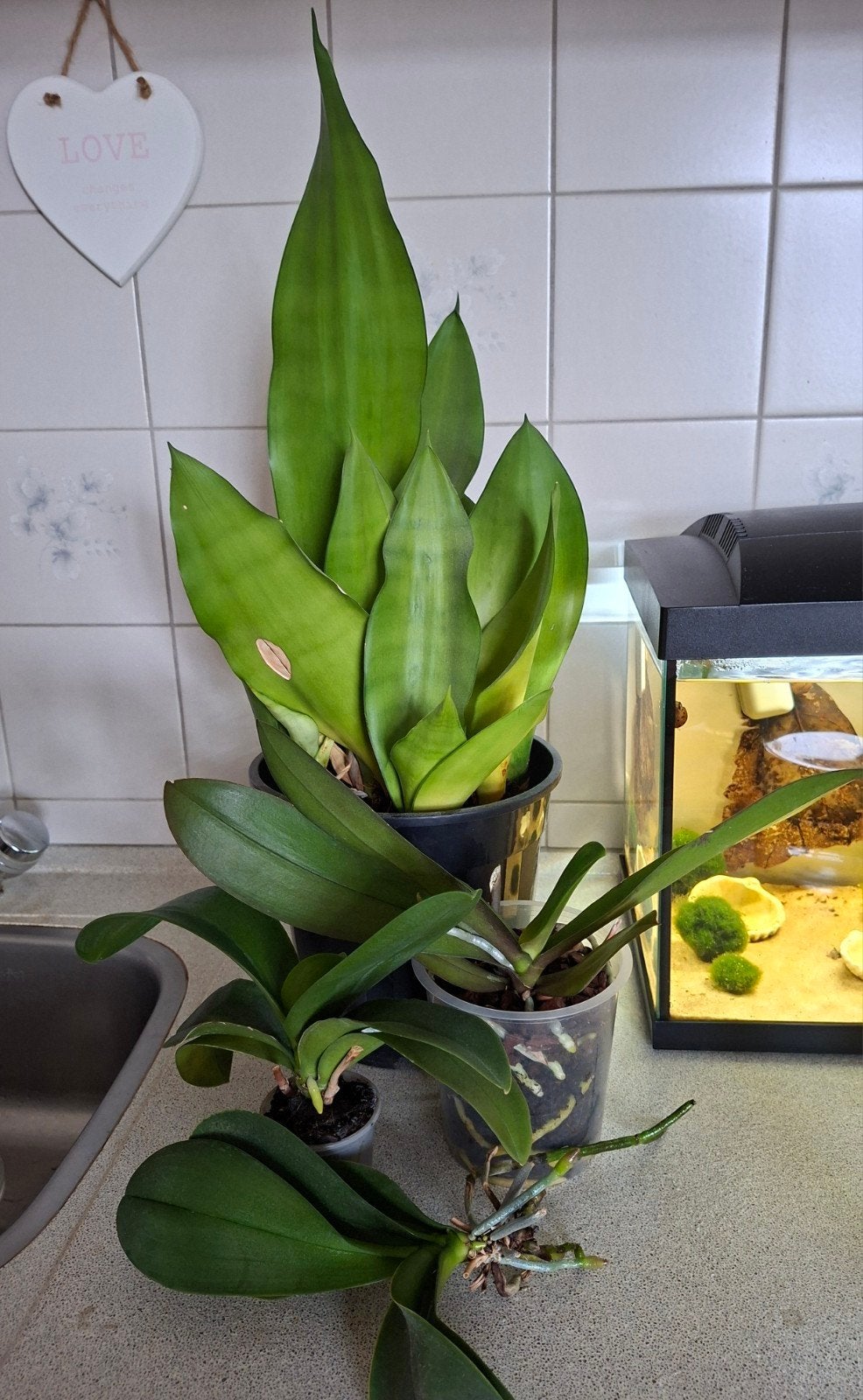 Gratis kamerplanten, Sanseveria en orchideeën, Ophalen, Overige soorten, Halfschaduw, Minder dan 100 cm