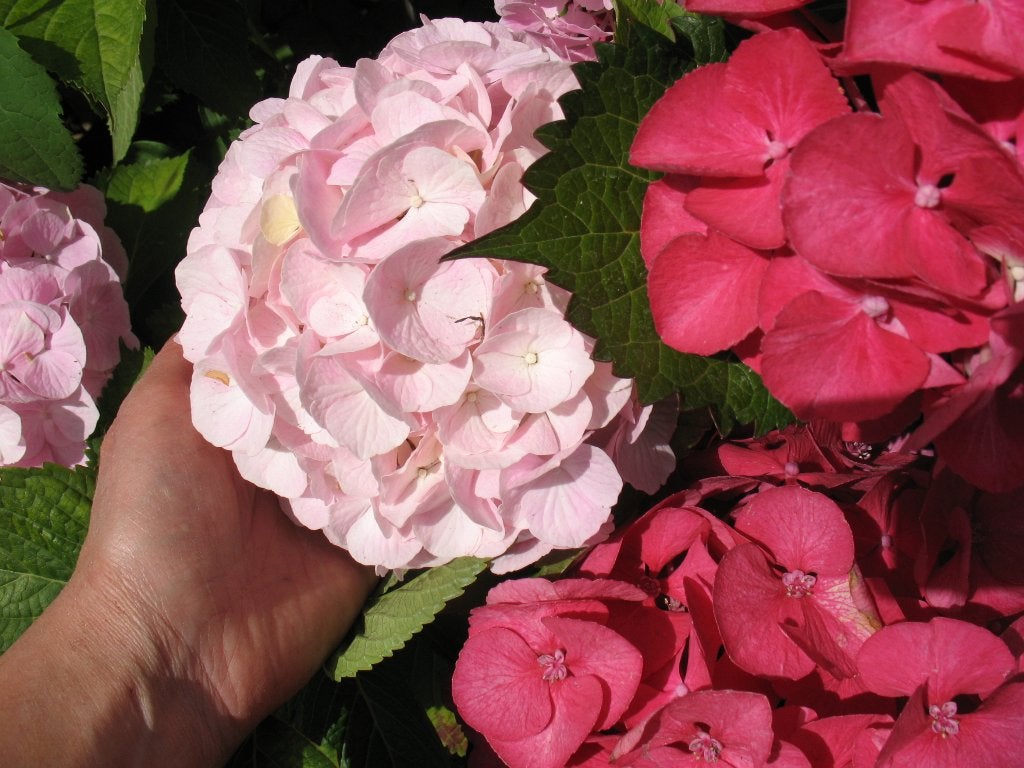 25 Hortensia macrophylla Glowing Alps restpartij  € 200