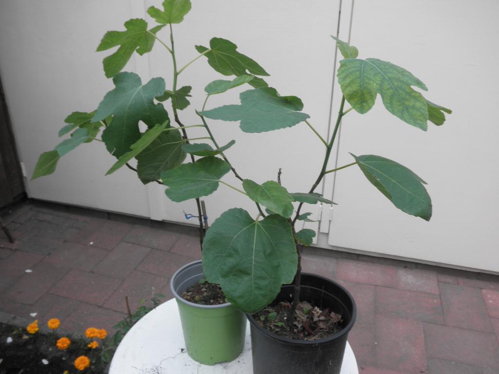 Vijgenboompje., Ophalen, Minder dan 100 cm, Overige soorten, In pot