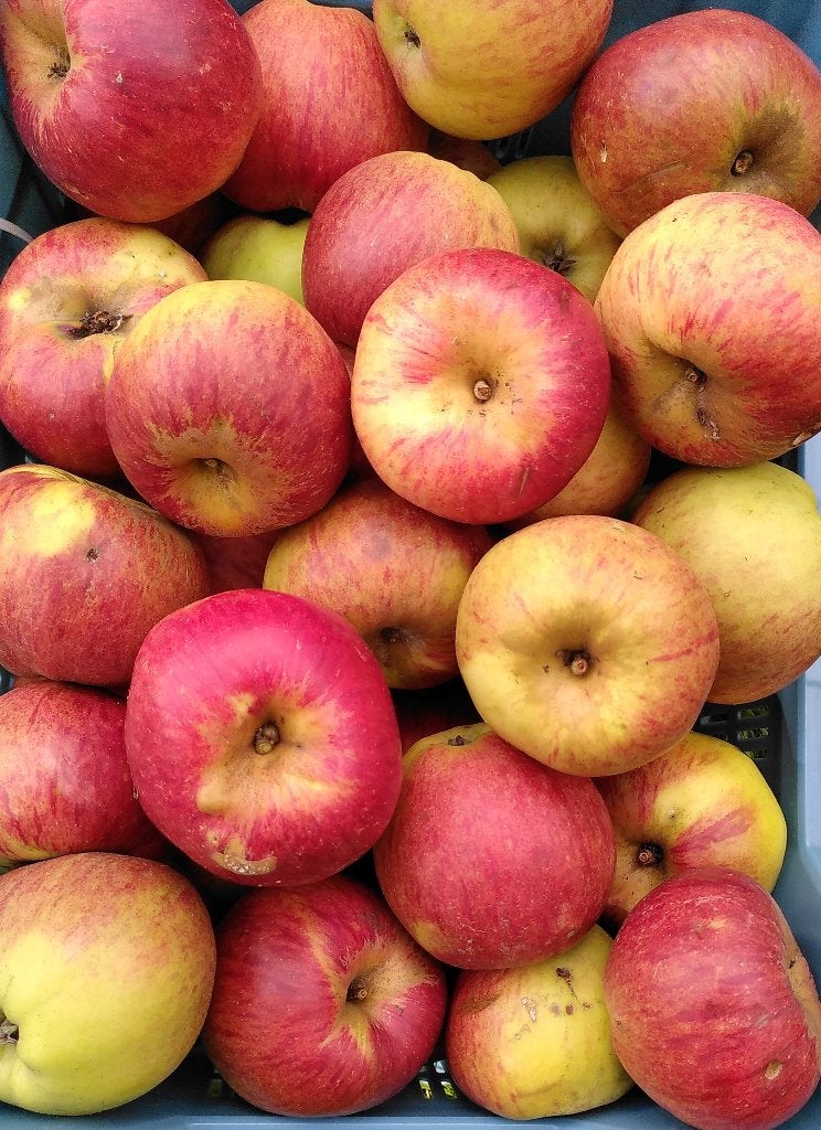 kilo appel Zedeling, Ophalen