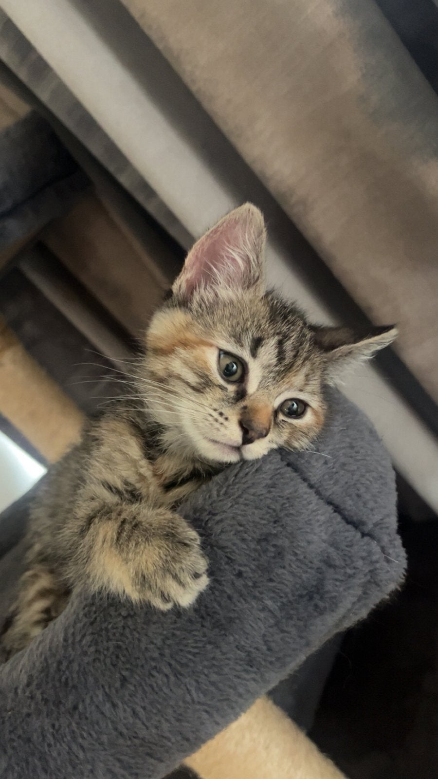 wij zoeken een huisje!, Poes, 0 tot 2 jaar