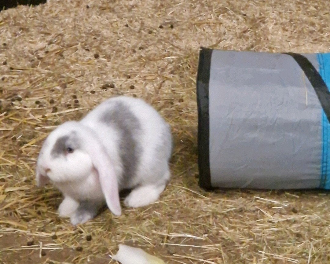 Gezocht fransehangoor DEK RAM, Dieren en Toebehoren, Konijnen, Mannelijk, Groot