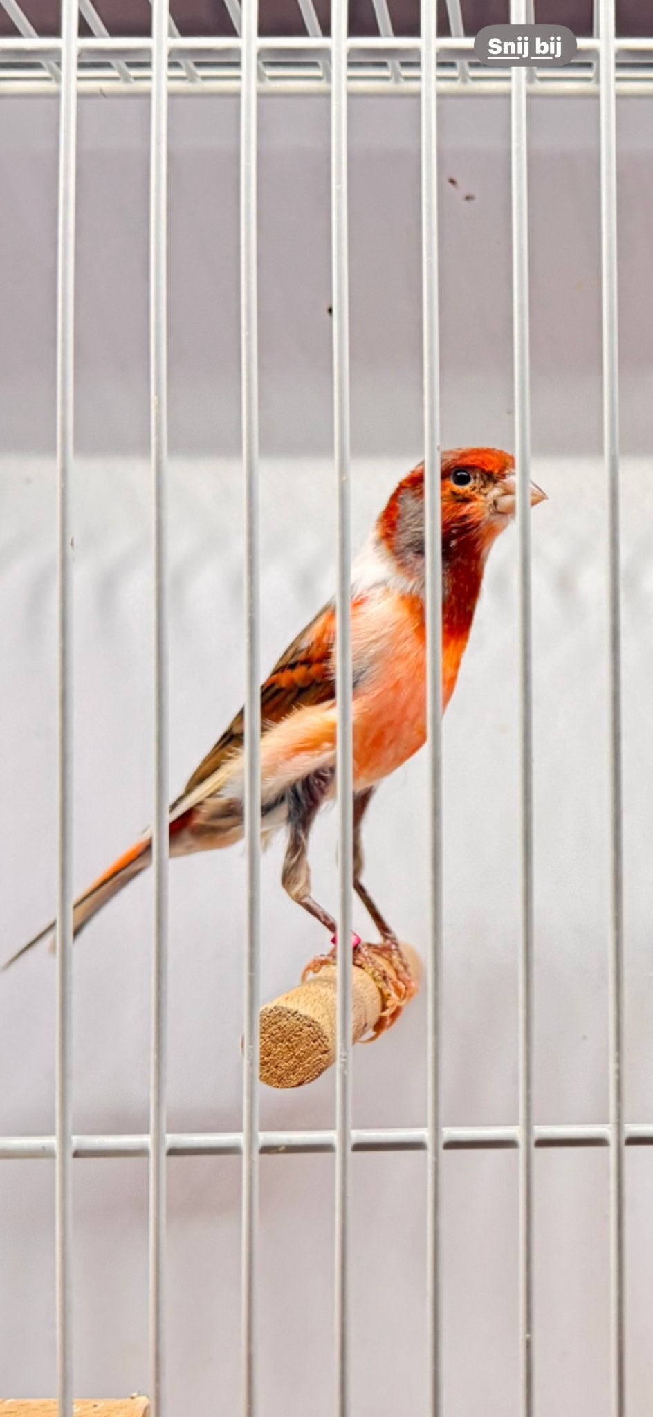 Aangeboden “ De echte Portugese Harlekijn kanarie”, Dieren en Toebehoren, Vogels | Kanaries, Meerdere dieren, Kleurkanarie