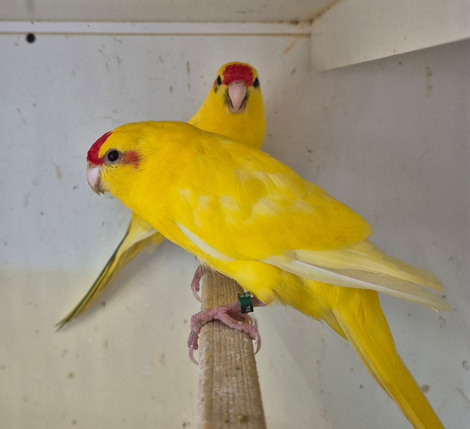 kakariekie parkieten, Dieren en Toebehoren, Meerdere dieren, Parkiet