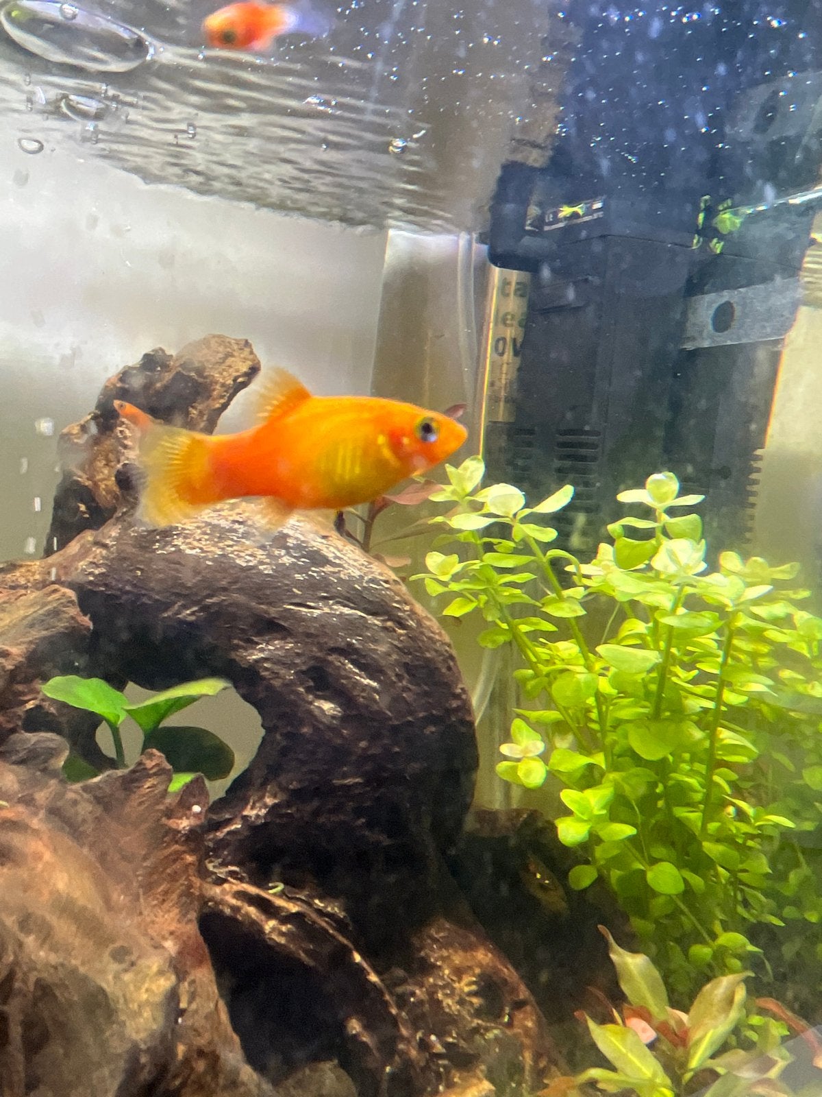 Platy vissen, oranje en oranje+zwart, Dieren en Toebehoren, Vis, Zoetwatervis, Schoolvis