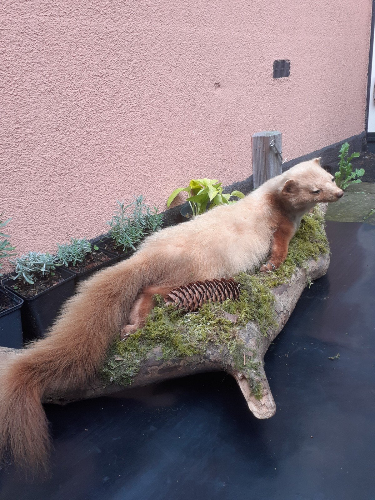 opgezette steenmarter,opvallende kleurafwijking ,taxidermie, Verzamelen, Ophalen of Verzenden, Zo goed als nieuw, Wild dier, Opgezet dier