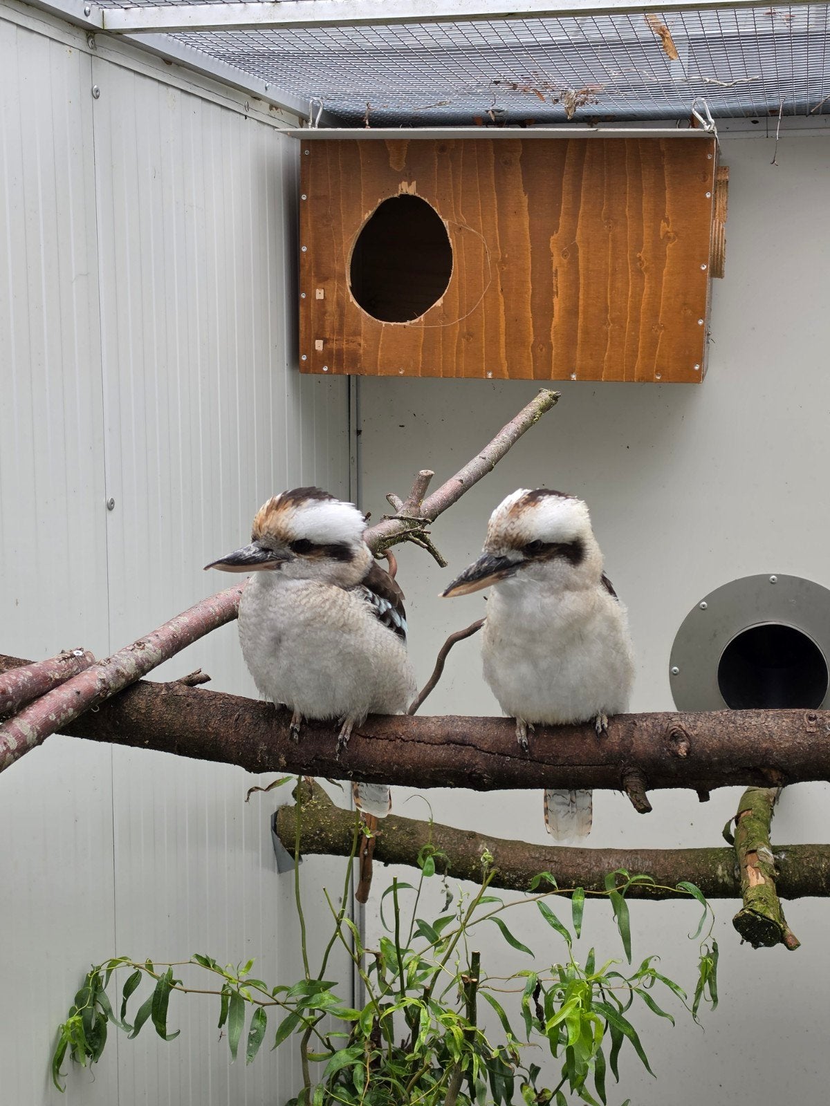 koppel Kookaburra, Meerdere dieren, Roofvogel, Geringd
