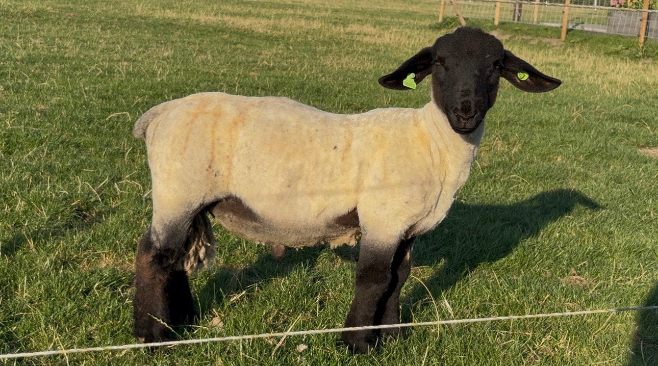 Suffolk Ramlam, Dieren en Toebehoren, Schapen, Geiten en Varkens, Mannelijk, Schaap, 0 tot 2 jaar
