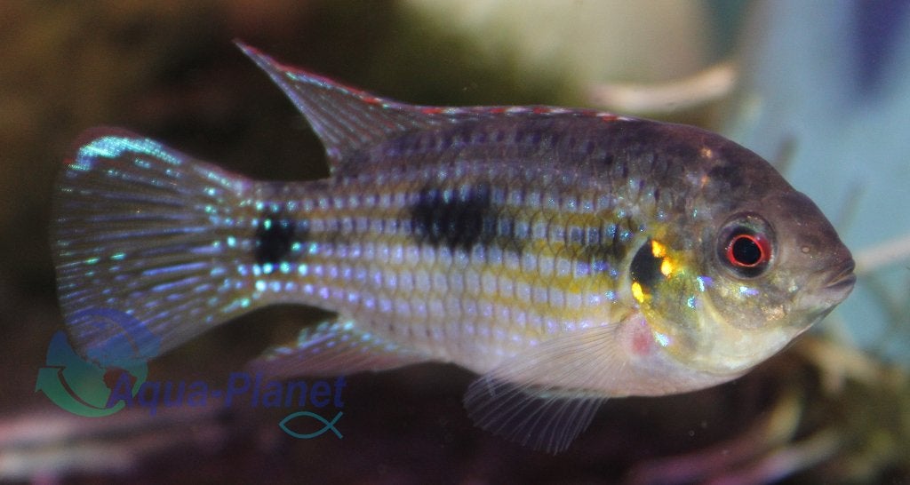 African Butterfly Cichlid, Vis, Zoetwatervis