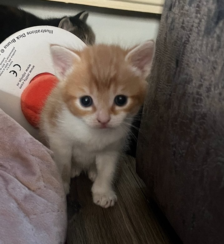 Kittens half brits, Meerdere dieren, Ontwormd, 0 tot 2 jaar