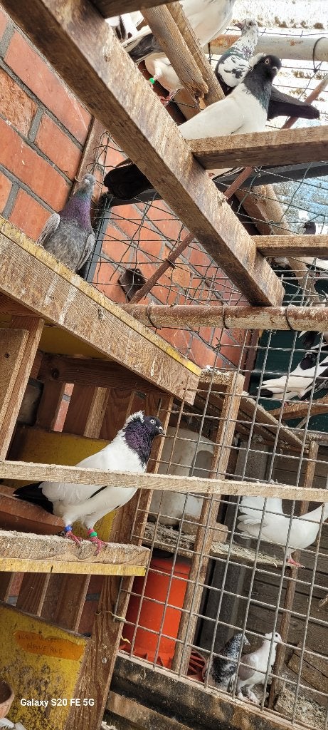 Duidse nonduiven, Dieren en Toebehoren, Meerdere dieren, Geringd