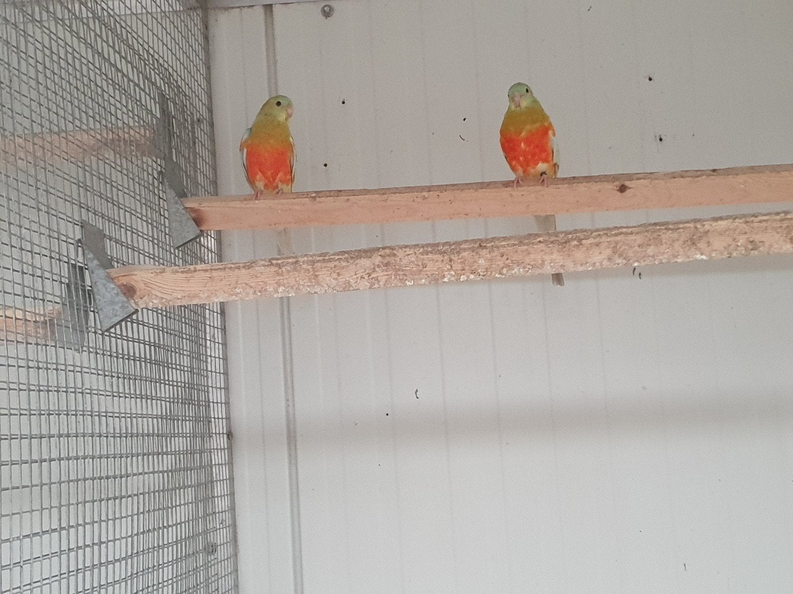 roodrug mannen, Mannelijk, Parkiet