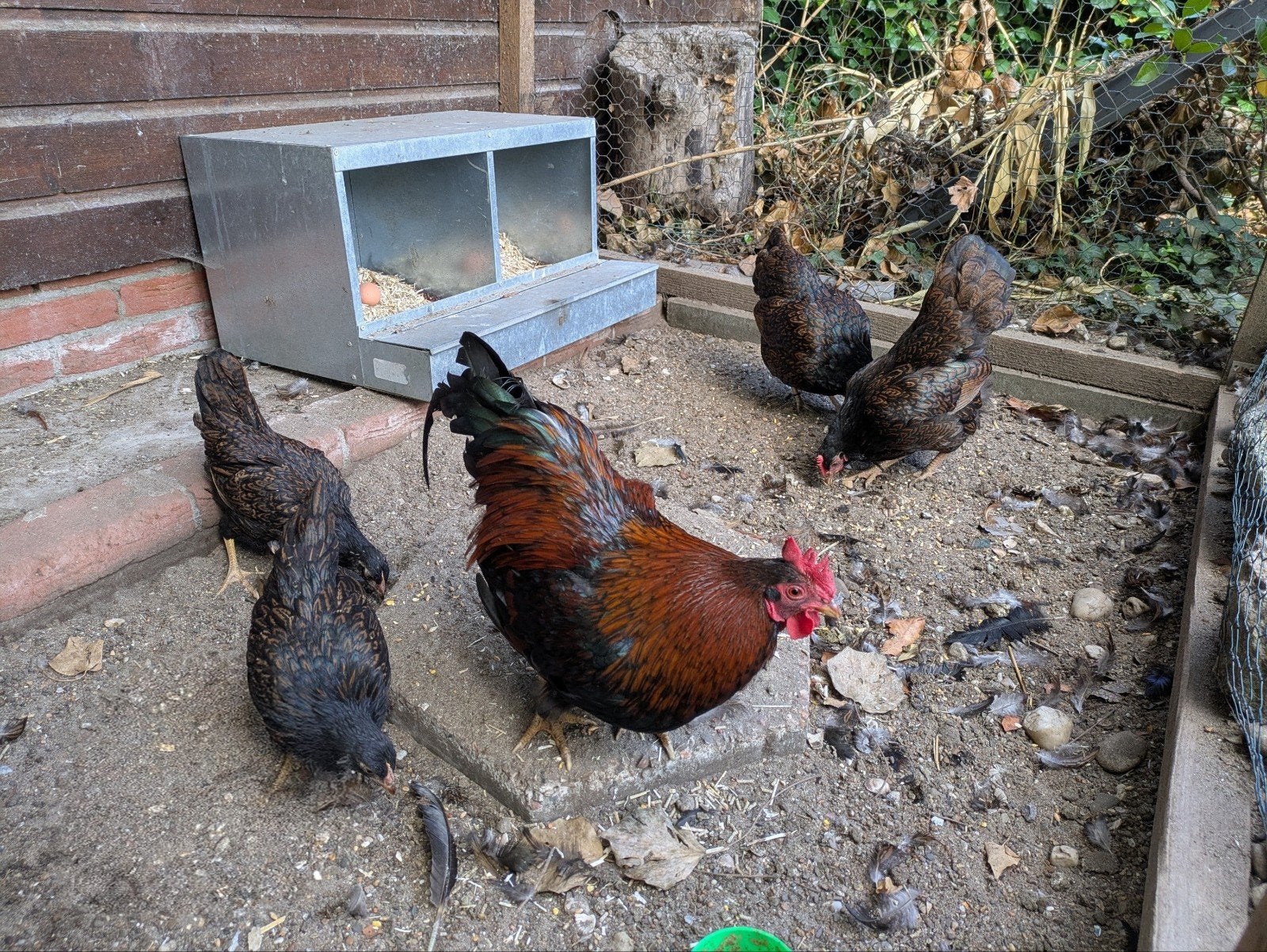 Barnevelder krielkip, Dieren en Toebehoren, Pluimvee, Meerdere dieren, Kip