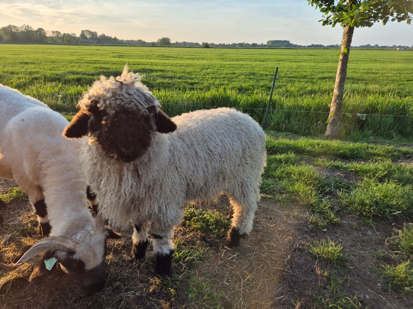 Walliser schwarznase ram / grasmaaier, Mannelijk, Schaap