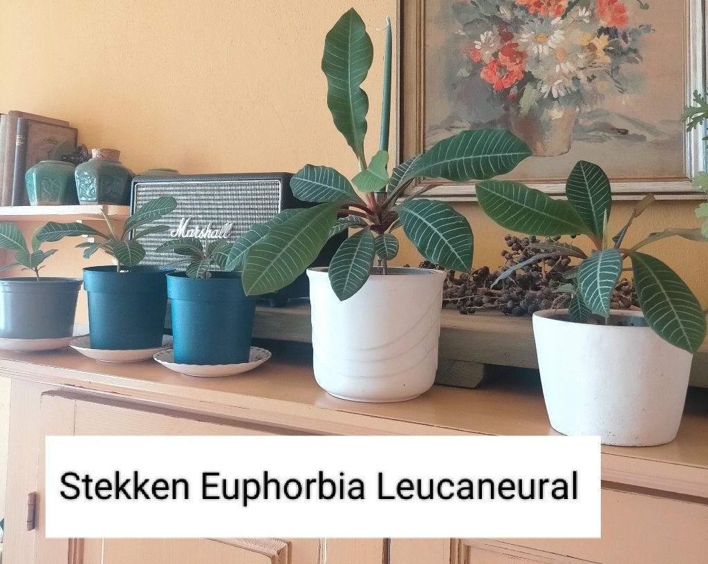 Mooie stekken van de Euphorbia Leucaneural/ Madagascar, Ophalen, Overige soorten, Minder dan 100 cm, Volle zon