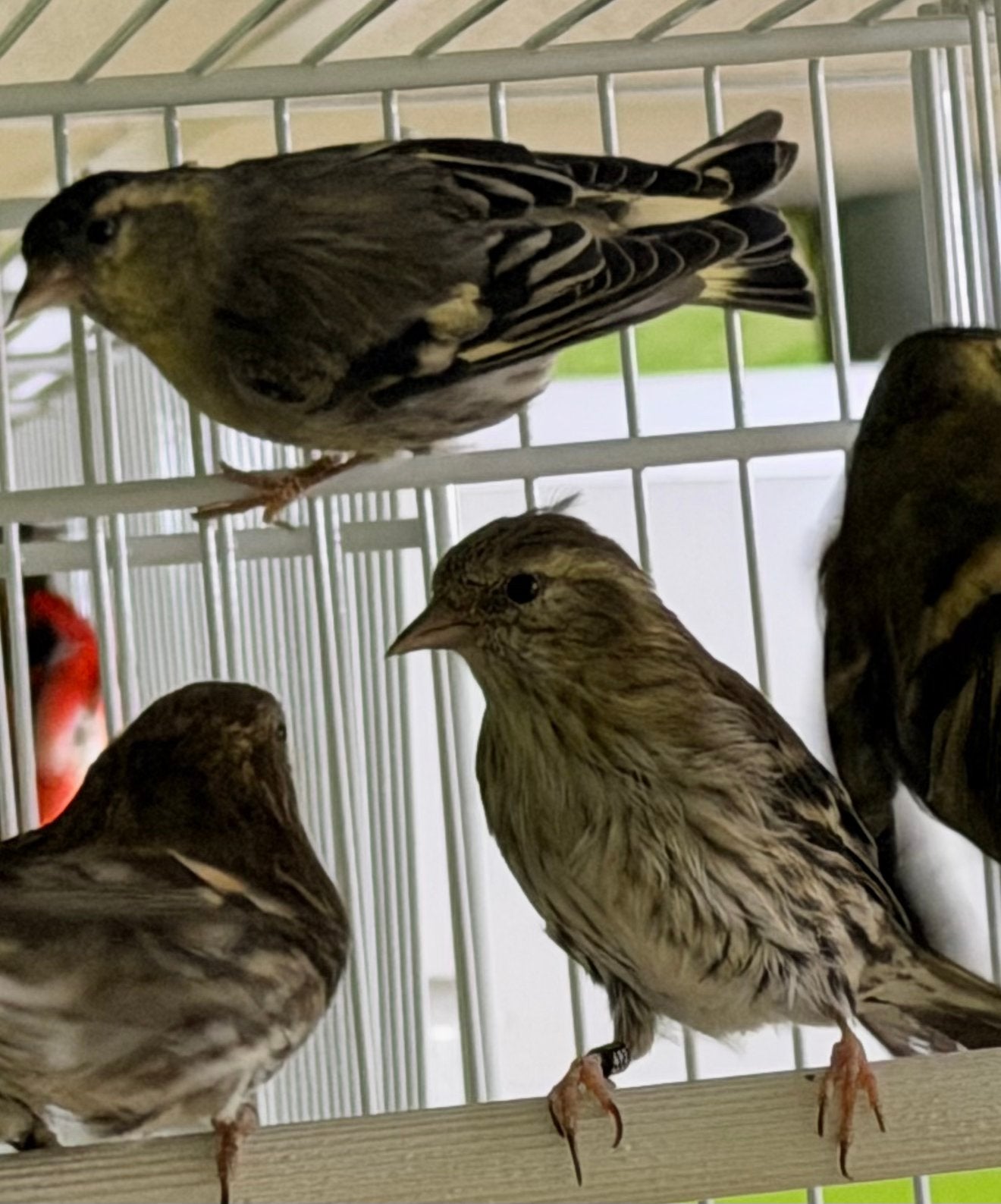 ivoorfactor bij de Europese sijs (Spinus spinus), Dieren en Toebehoren, Meerdere dieren, Wildzangvogel, Geringd