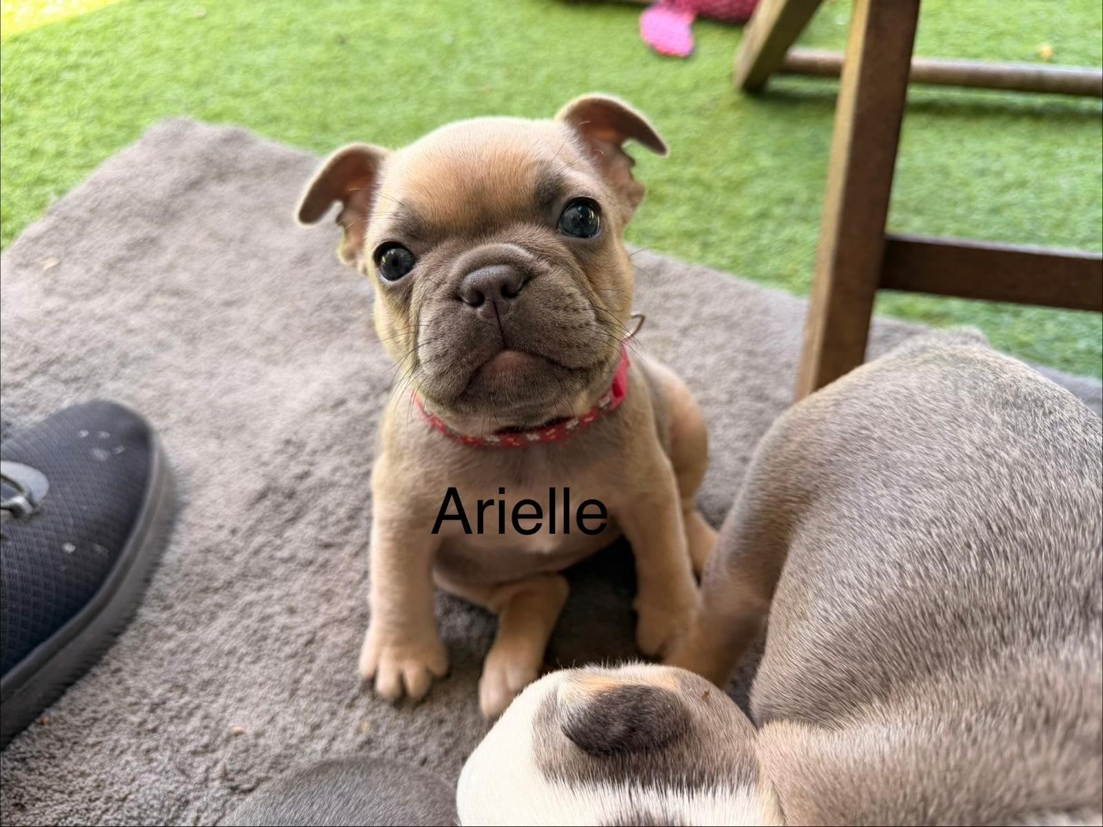 Lieve Franse bulldog pups met stamboom, Dieren en Toebehoren, Honden | Bulldogs, Pinschers en Molossers, Fokker | Hobbymatig, 8 tot 15 weken