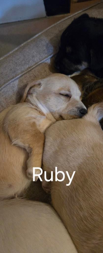 Boomer pups, Dieren en Toebehoren, Honden | Niet-rashonden, 8 tot 15 weken, Meerdere, Meerdere dieren, Klein