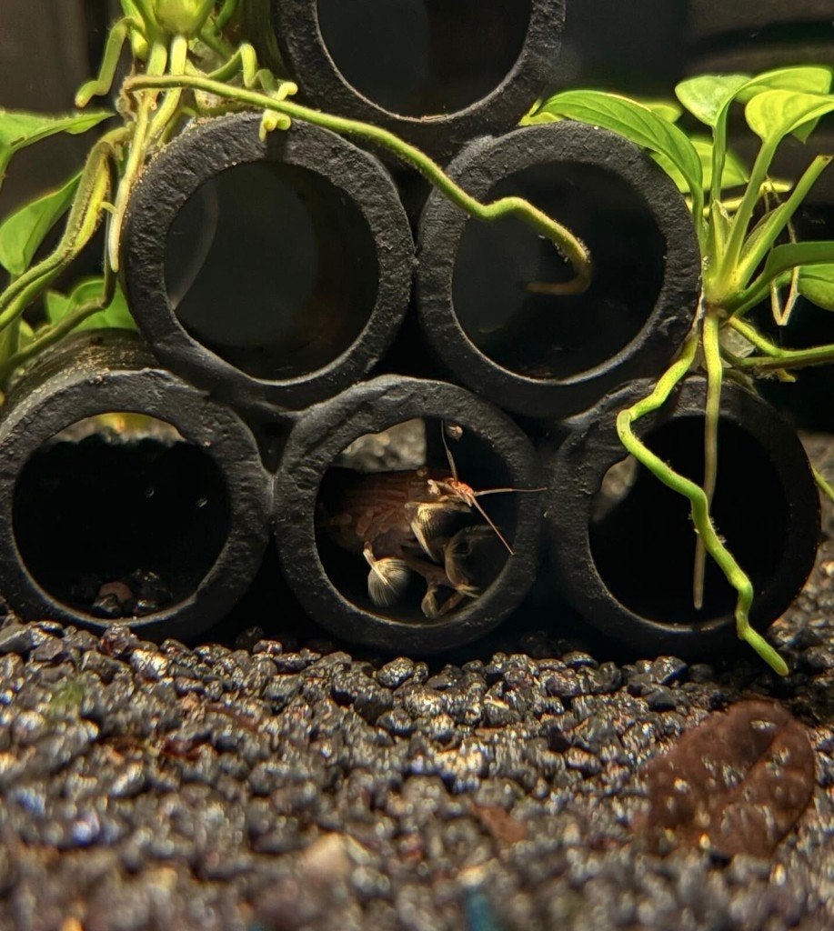 Aziatische Waaierhand Siergarnaal, Kreeft, Krab of Garnaal, Zoetwatervis