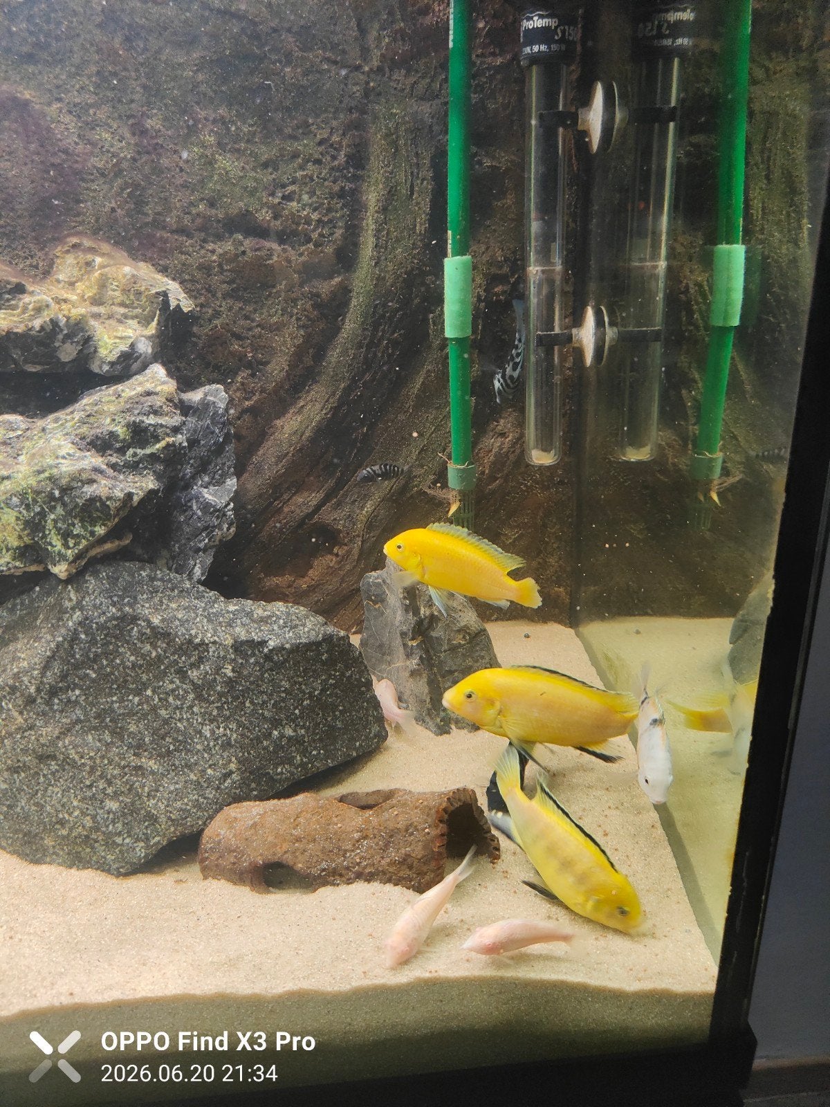 Cicliden vissen, Karper of Koi
