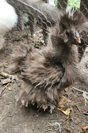 USA zijdehoender choco mottled frizzeld hennetje, Dieren en Toebehoren, Vrouwelijk, Kip