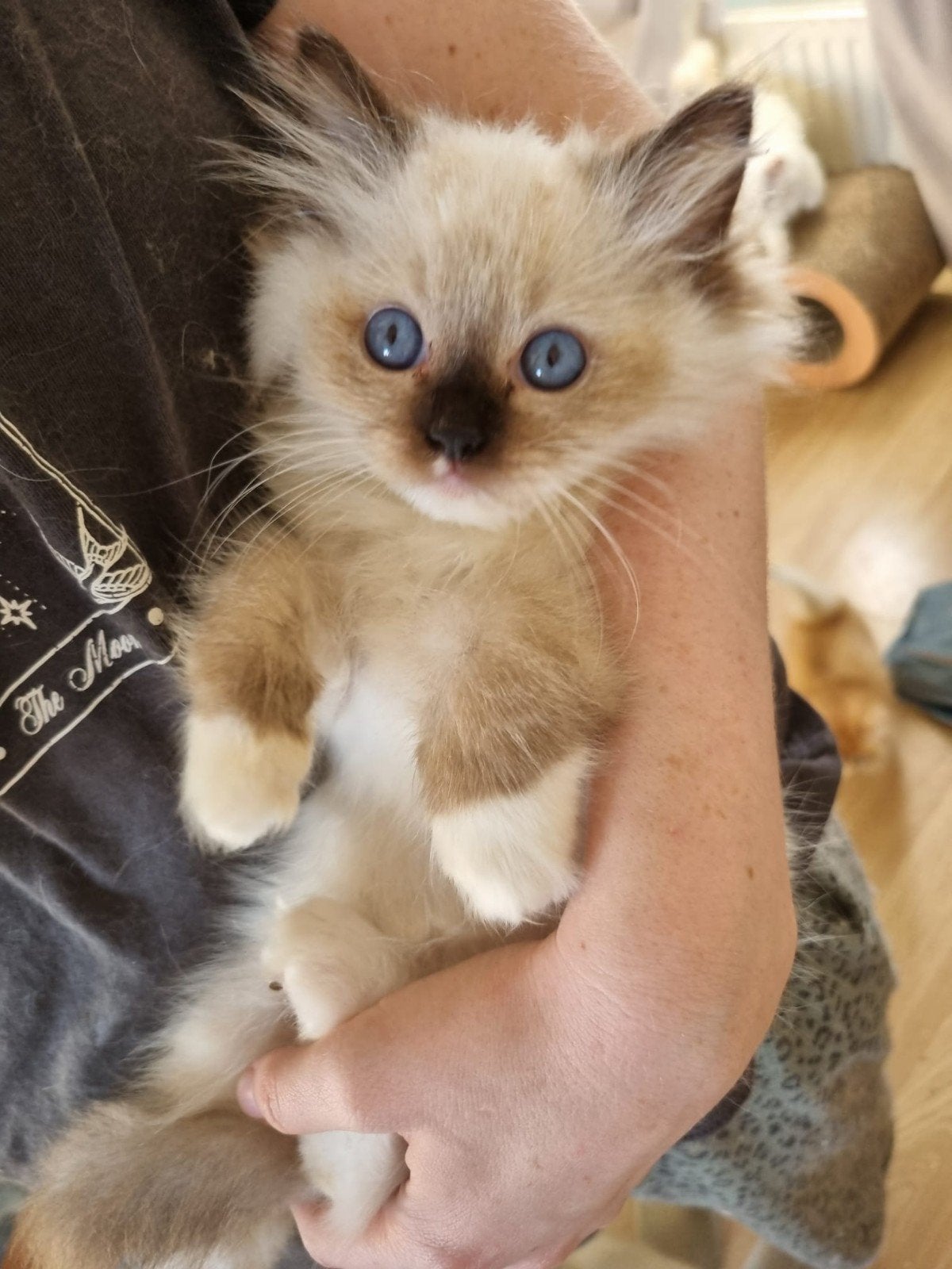 Lief Ragdoll katertje met stamboom, Kater, Met stamboom, 0 tot 2 jaar