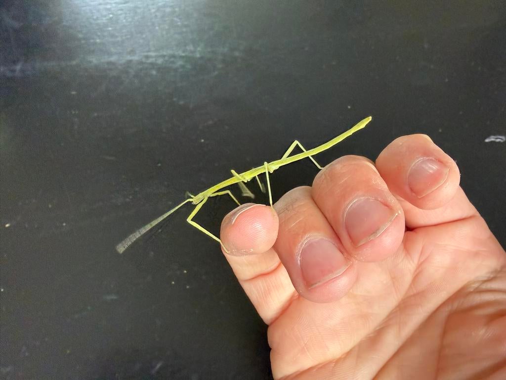 Wandelende takken, GRATIS, leuk en makkelijk voor ieder kind, Dieren en Toebehoren, Insecten en Spinnen, Wandelende tak