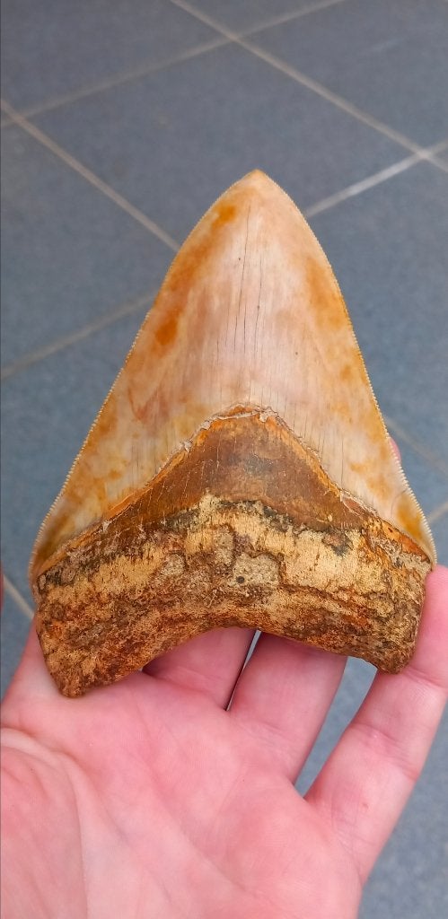 Mooie Megalodon haaientand uit Indonesië fossielen, Ophalen of Verzenden, Fossiel