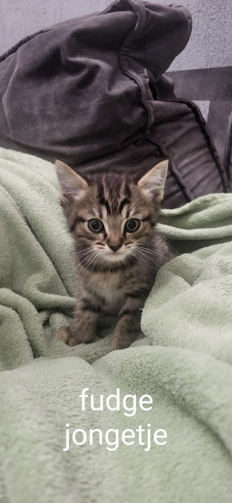 3 lieve kittens zoeken een nieuw huisje!, Dieren en Toebehoren, Meerdere dieren, Ontwormd