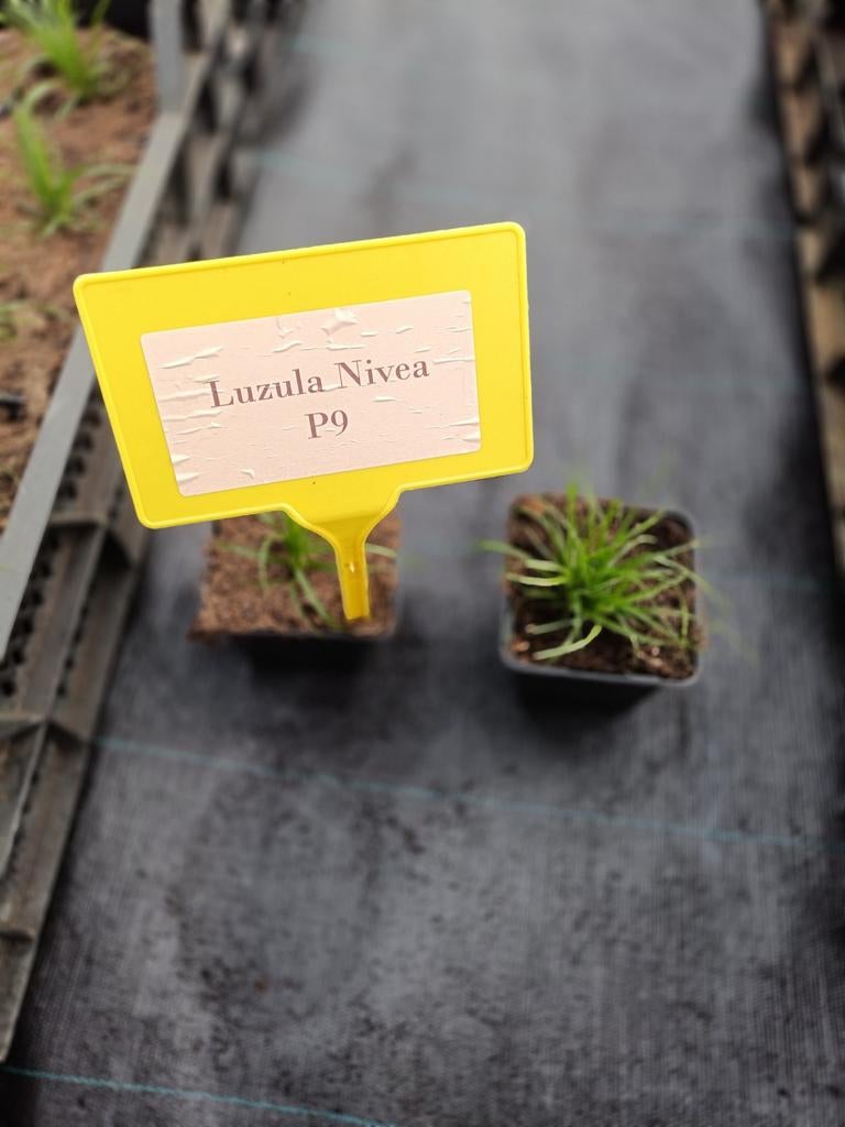 Luzula Nivea P9, Tuin en Terras, Ophalen, Vaste plant, Overige soorten, Volle zon