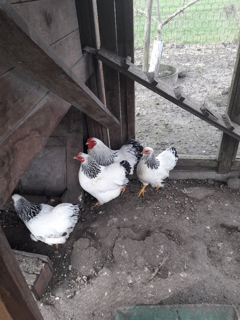 Wyandotte krielkippen Columbia, Dieren en Toebehoren, Vrouwelijk, Kip