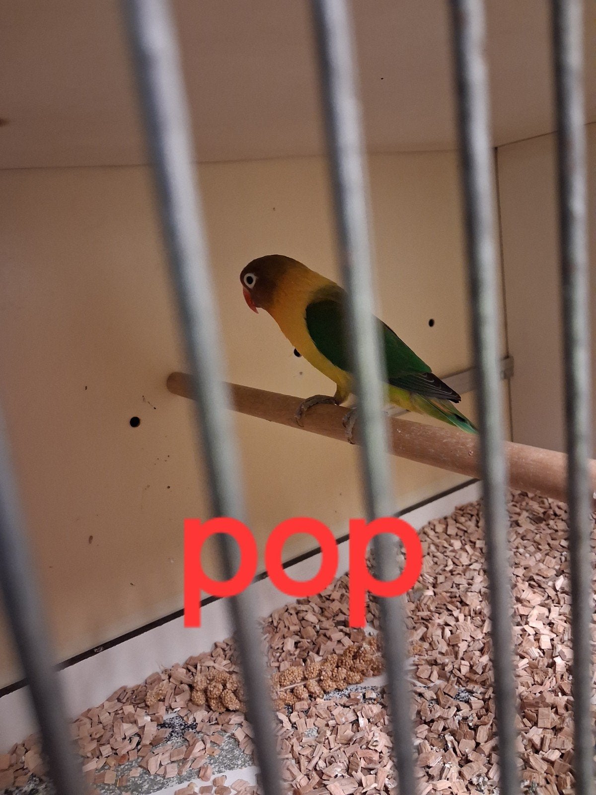 Personata pop, Dieren en Toebehoren, Vogels | Parkieten en Papegaaien, Vrouwelijk, Dwergpapegaai of Agapornis