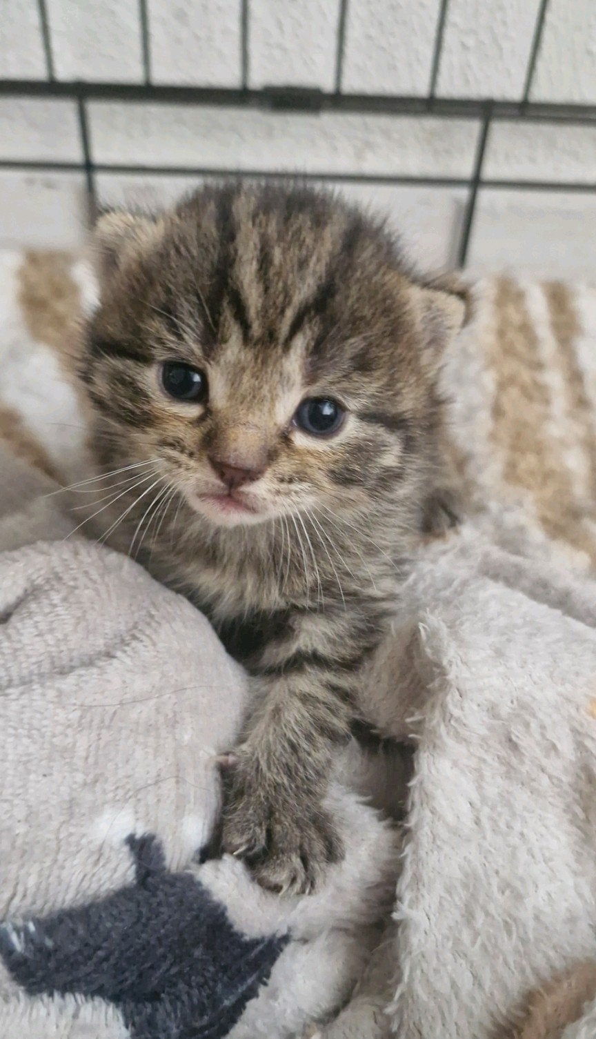 🐱Prachtige langharige kittens maine coon/britskorthaar🐱, Meerdere dieren, Ontwormd