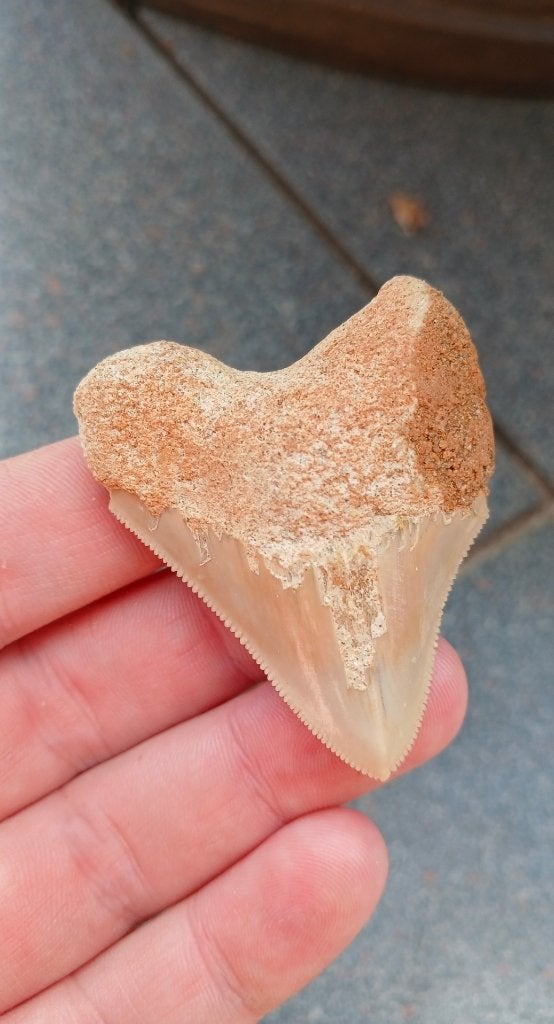 Megalodon haaientand fossiel uit Indonesië., Ophalen of Verzenden, Fossiel