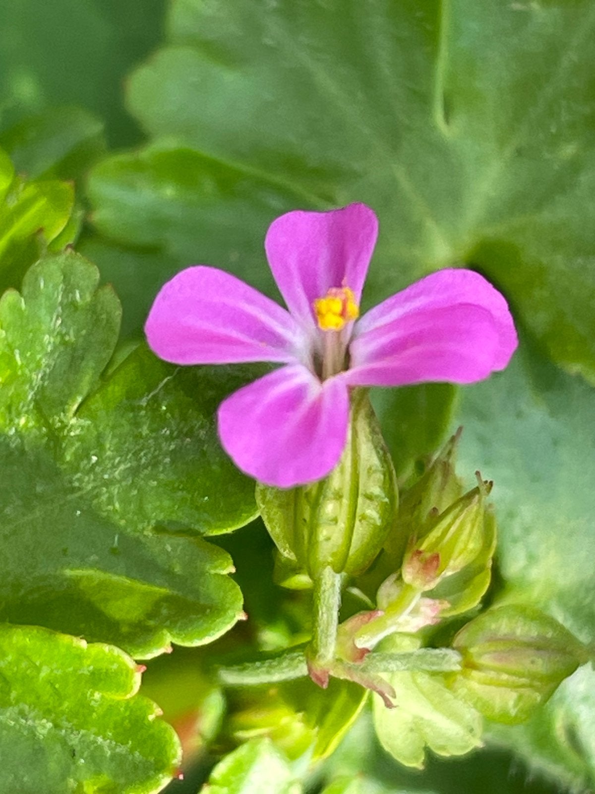 Inheems geranium lucidum L.. Gifvrij. Voor de vroege bijen!, Ophalen, Overige soorten, Volle zon